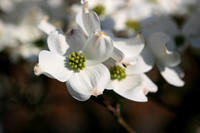 Dogwoods and more